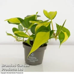 Philodendron Scandens Brasil -Plants Sales Store brasil2
