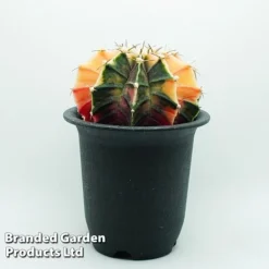 Cactus Gymnocalycium Mihanovichii F. Variegata Mixed -Plants Sales Store cacts