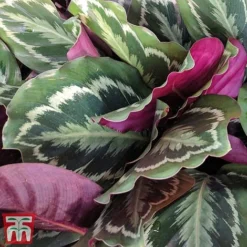 Calathea Roseopicta 'Medallion' -Plants Sales Store cal31