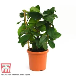 Calamondin Orange - Citrus -Plants Sales Store calamon supplied
