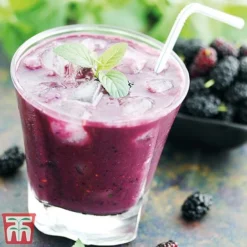 Mulberry 'Charlotte Russe' (Mojo Berry) -Plants Sales Store charl