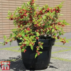 Mulberry 'Charlotte Russe' (Mojo Berry) -Plants Sales Store charl3