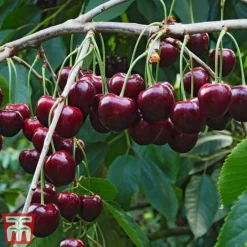 Cherry Patio Duo 'Hedelfinger & Dubbele Meikers' -Plants Sales Store cherry 1