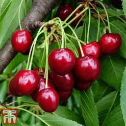 Cherry Patio Duo 'Hedelfinger & Dubbele Meikers' -Plants Sales Store cherry 2