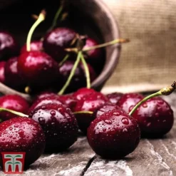 Cherry Duo Patio Fruit Trees