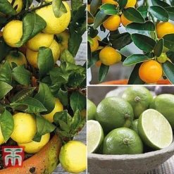 Citrus Tree Collection 11 Citrus Tree Collection -Plants Sales Store citrus t10993 A