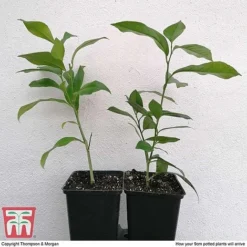 Citrus Tree Collection 9 Citrus Tree Collection -Plants Sales Store citrus t10993 ARRIVAL