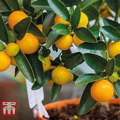 Citrus Tree Collection 8 Citrus Tree Collection -Plants Sales Store citrus t10993 C