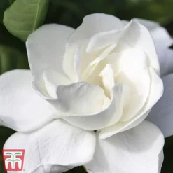 Gardenia 'Deluxe' -Plants Sales Store del