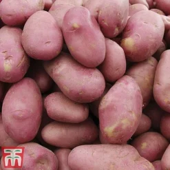 Potato 'T&M Favourites Collection' -Plants Sales Store desi1