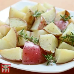 Potato 'T&M Favourites Collection' -Plants Sales Store desir1