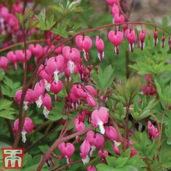 Dicentra Spectabilis -Plants Sales Store dice