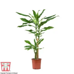 Dracaena Fragrans (House Plant) -Plants Sales Store dracaena