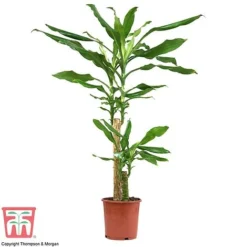 Dracaena Fragrans (House Plant) -Plants Sales Store dracaena1