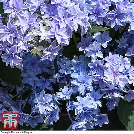Hydrangea 'Double Dutch Alkmaar' 2 Hydrangea 'Double Dutch Alkmaar' - Image 2