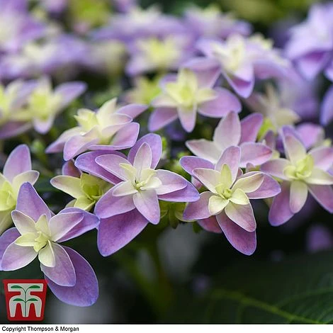 Hydrangea 'Double Dutch Alkmaar' 4 Hydrangea 'Double Dutch Alkmaar' - Image 4