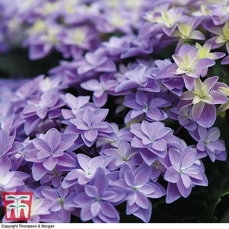 Hydrangea 'Double Dutch Alkmaar' 5 Hydrangea 'Double Dutch Alkmaar' - Image 5