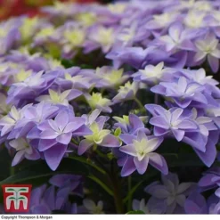 Hydrangea 'Double Dutch Alkmaar' 14 Hydrangea 'Double Dutch Alkmaar' -Plants Sales Store dutch6