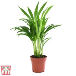 Bamboo Palm -Plants Sales Store dyps2