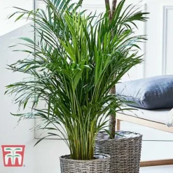 Bamboo Palm -Plants Sales Store dyps3