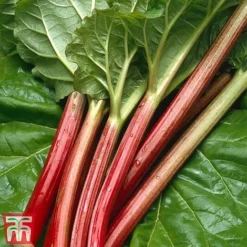 Rhubarb 'Sanvitos®' Duo -Plants Sales Store early3