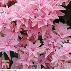 Hydrangea 'Double Dutch Edam' -Plants Sales Store edam5