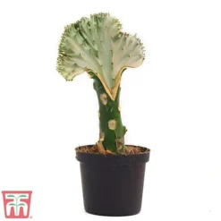 Euphorbia Lactea 'Cristata' -Plants Sales Store euph