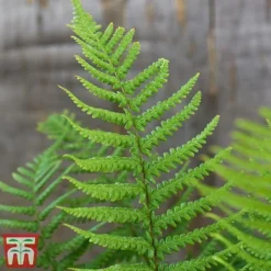 Dryopteris Affinis -Plants Sales Store fern2