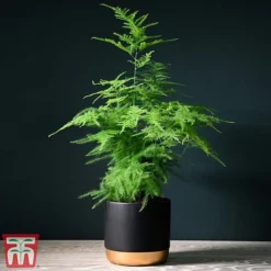 Asparagus Setaceus Plumosus