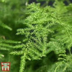 Asparagus Setaceus Plumosus -Plants Sales Store fern4