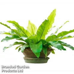 Asplenium Nidus -Plants Sales Store fern8