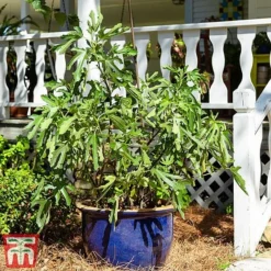 Fig 'Little Miss Figgy' -Plants Sales Store fig little