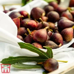 Fig 'Little Miss Figgy' -Plants Sales Store fig little3