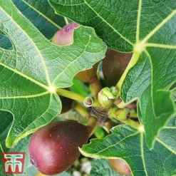 Fig 'Little Miss Figgy' -Plants Sales Store fig little5