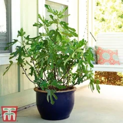 Fig 'Little Miss Figgy'