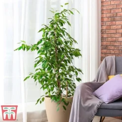 Ficus Benjamina -Plants Sales Store fig1