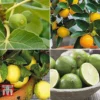 Mediterranean Fruit Collection