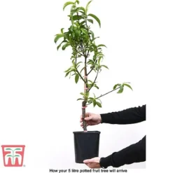 Cherry 'Stella' -Plants Sales Store fruit tree