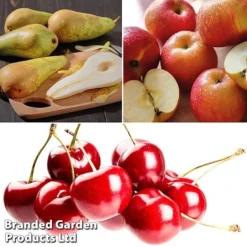 Mini Orchard Pie Trio -Plants Sales Store fruit3b