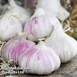Garlic Trio Collection -Plants Sales Store garlic b