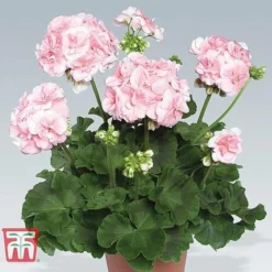 Geranium Giant 'Salmon Princess' -Plants Sales Store ger WKB5412 C