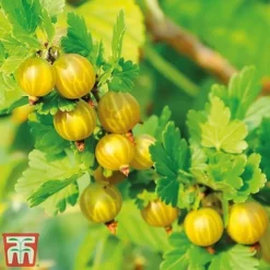Gooseberry Giggles Collection -Plants Sales Store goos gol a1