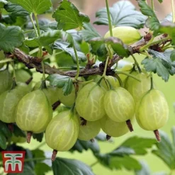 Gooseberry Giggles Collection -Plants Sales Store goos gre b1