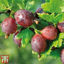 Gooseberry Giggles Collection -Plants Sales Store goos red a1