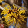 Hamamelis X Intermedia 'Pallida'