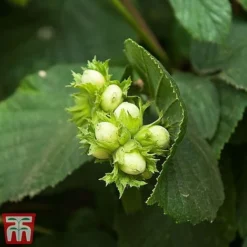 Truffle Tree - Hazel Kentish Cob -Plants Sales Store haze kent3