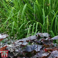 Heuchera 'Plum Pudding' -Plants Sales Store heuchera plum