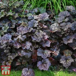 Heuchera 'Plum Pudding' -Plants Sales Store heuchera plum4