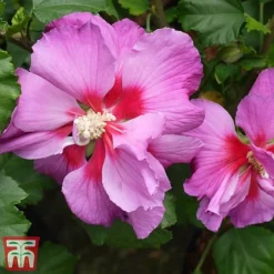 Hibiscus 'Walberton’s® Rose Moon' 7 Hibiscus 'Walberton’s® Rose Moon' -Plants Sales Store hibi rose