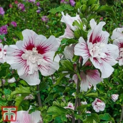 Hibiscus 'Starburst Chiffon' -Plants Sales Store hibi star3
